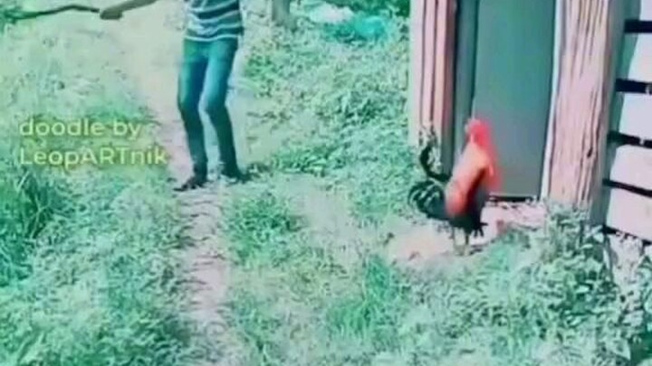 và đây là folontino