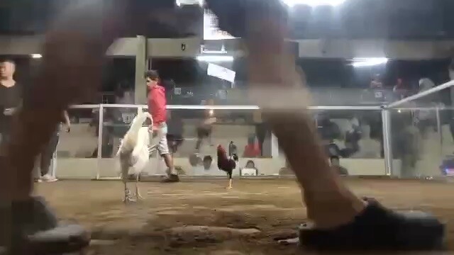 Ravena gamefarm white