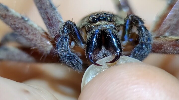 Teasing the Poison Fang is so much fun (Frenzied Goliath Birdeater, male)