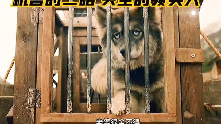 This is the cleverest husky I’ve ever seen—born to be a pack leader!