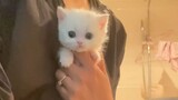[Động vật]Khoảnh khắc đáng yêu của mèo con trong cuộc sống