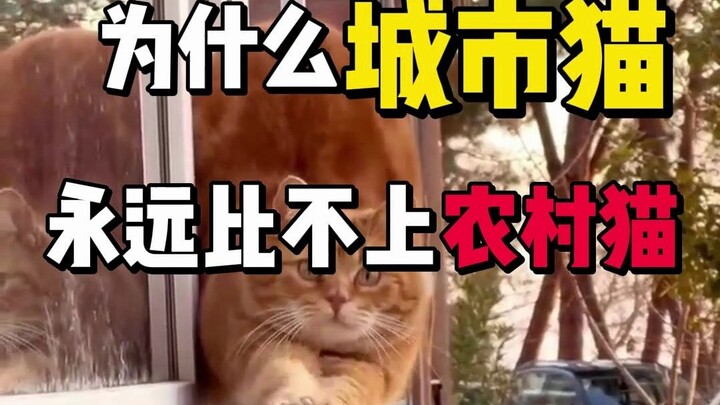 Mengapa semua orang bilang kucing kota selalu kalah dibandingkan kucing desa?