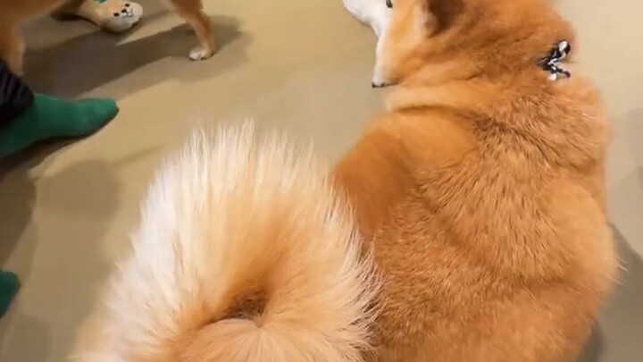 A real day for a Japanese high school protagonist from 9 am to 1 pm