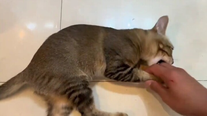 If your cat bites you, don’t hit it, give it the silent treatment, or leave it hungry—just try this 