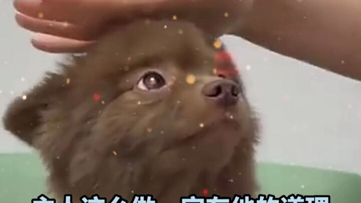 ลูกหมา: เจ้านายทำแบบนี้ต้องมีเหตุผลของเขามาแน่ๆ