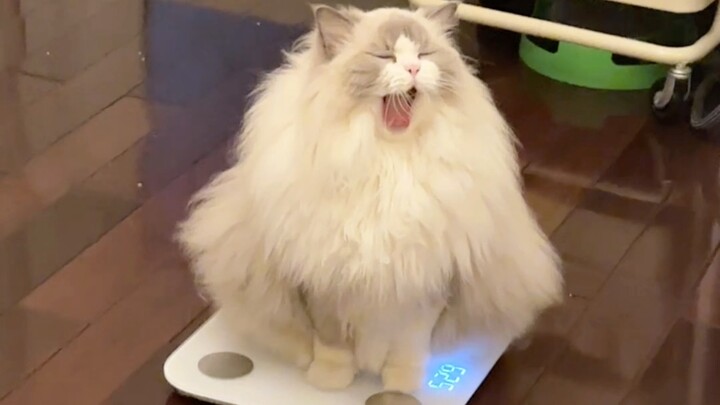 Siapa yang bisa menahan diri untuk tidak memberi makan si babi gemuk kecil ini?