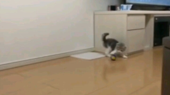 (Kucing/Keseharian Konyol) Adegan Lucu dalam Keseharian Kucing 3