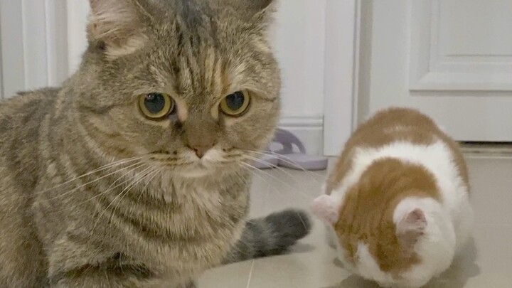 شياو هو: خُذ قطّتك بنفسك! ما تزعجني باستمرار!