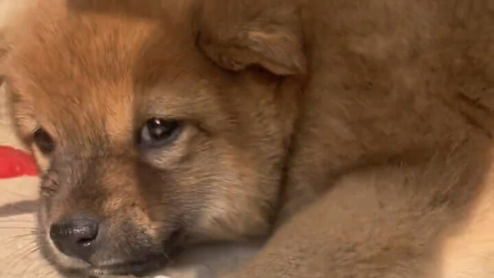 ปรากฏว่าลูกสุนัขก็กลัวการถูกไล่ตามเช่นกัน!