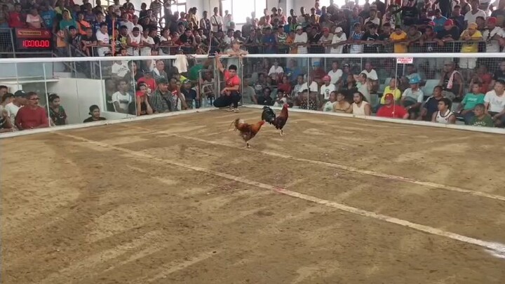 CLY 85 GOLD BEAST 1X WINNER