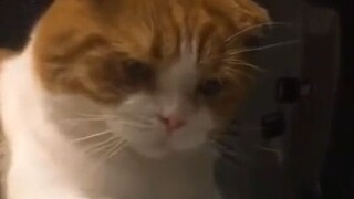 Kalian manusia tidak mengerti dunia kucing sama sekali...