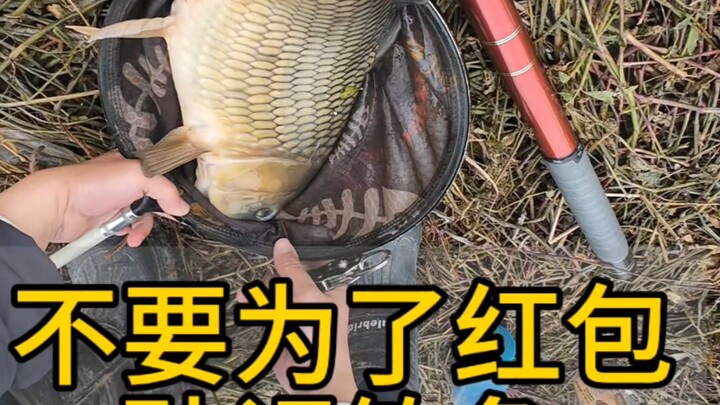 Giving me a red envelope isn’t as good as handing me a bag of groundbait—no sense at all.