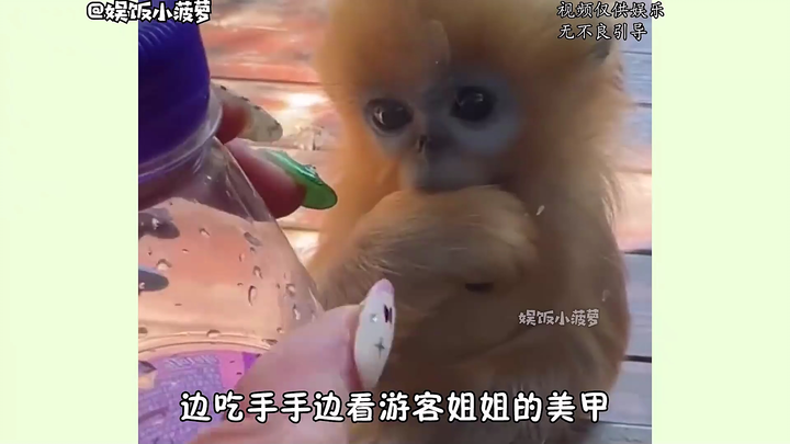 Loài vật có lễ phép luôn khiến người ta yêu mến: Khỉ vàng nhường quả táo cho du khách rồi vui vẻ chà