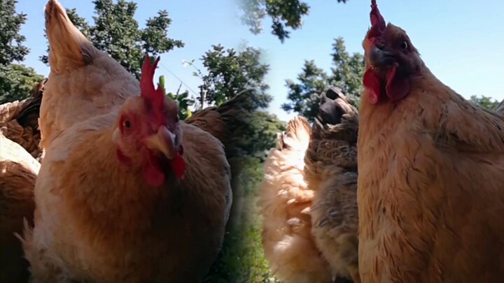 Merasakan dari dekat kekuatan “gugu” para ayam betina (audio asli tanpa edit)