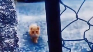猫：看我静步刀它