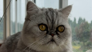 你家小猫咪也像妈耶一样打呼噜吗