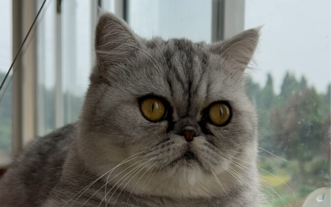 Does your little kitty snore just like Mom does?