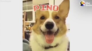 Corgi: Permainan Labirin Mudah Bagiku!