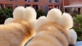 Ưu ưu ưu, mau nhìn xem đây là bé dễ thương gì này～