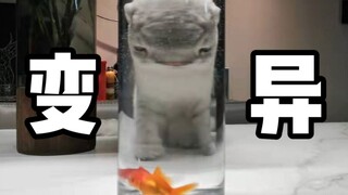 不要随便让猫喝鱼缸的水