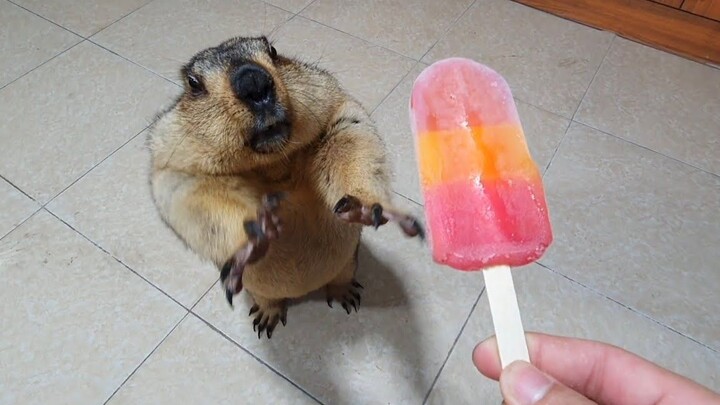 Groundhog eating popsicle