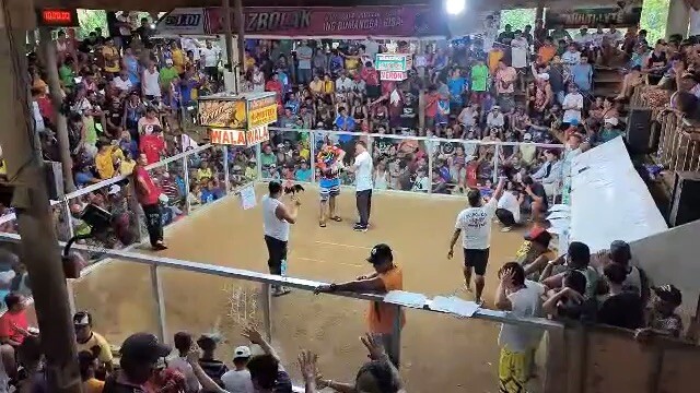 Cabay 2-cocks ulutan October 18 2023 one win one Draw