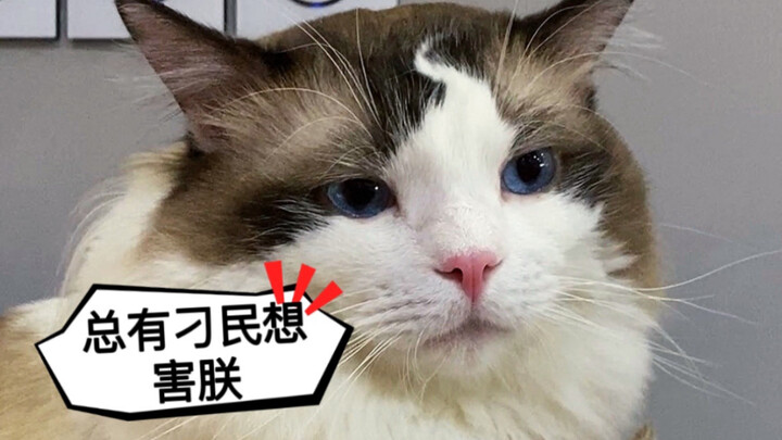 Jingjing: “Your dad’s not home today!” Zitan: “There’s always some scoundrel trying to harm Your Maj