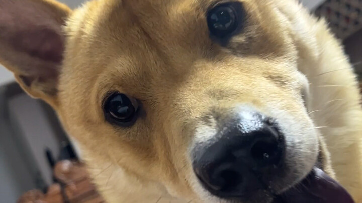 What happens when you call your dog’s best friend by their name?