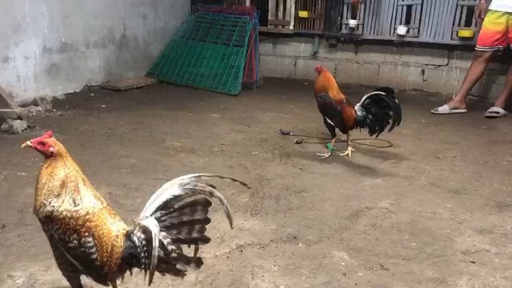 panglaban na sa sabado