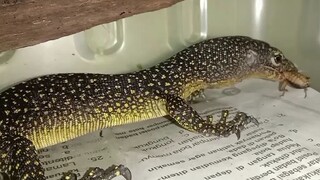 Biawak bakau Papua ( Varanus indicus ) Wasior locality