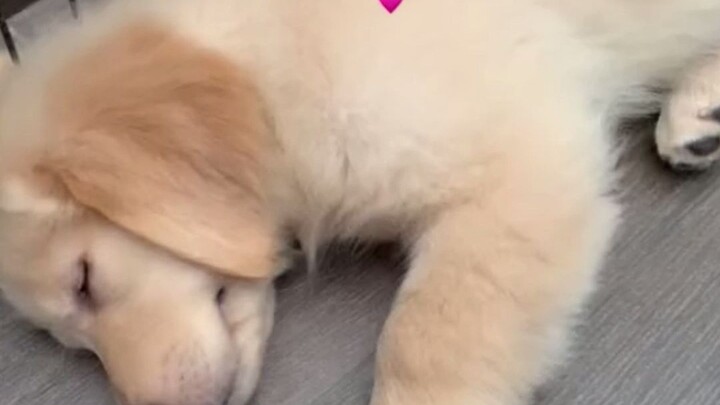 发现主人还在身边好开心