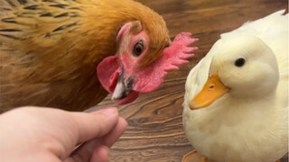 Đầu óc ong ong rồi nhỉ