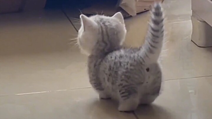 "It seems like it knows it's cute!"