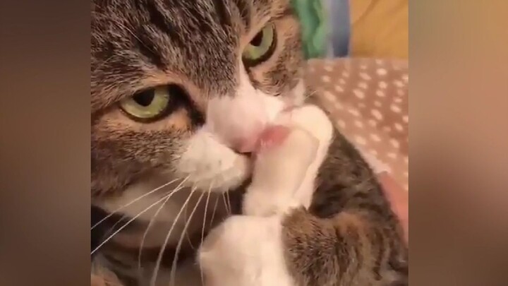 Kucing: Bertahan Hidup Dengan Mencium Bau Kaki Setiap Hari