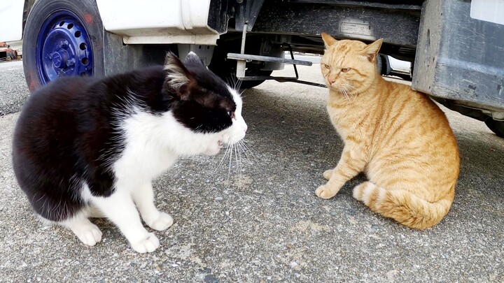 Dua ekor kucing bersembunyi di bawah mobil sambil bertengkar