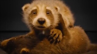 谁能拒绝和幼年的火箭浣熊贴贴呢！《银河护卫队3》导演詹姆斯·古恩分享了一系列测试镜头！被狠狠刀了！😭