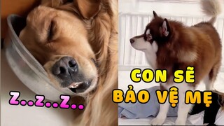 Sự khác biệt khi mua chó XỊN và chó PHA-KE 🙄 | Yêu Lu
