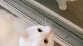 The cat Sofia can imitate her owner and speak a few words in Russian, and she controls the tone very
