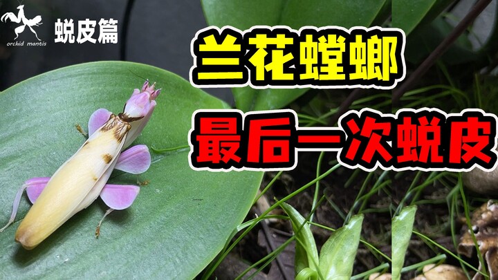 【兰花饲养记录·蜕皮篇】老父亲感叹：小时候好看的螳螂，变大后都长残了？