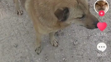 Balas dendam: teriak-teriak-teriak