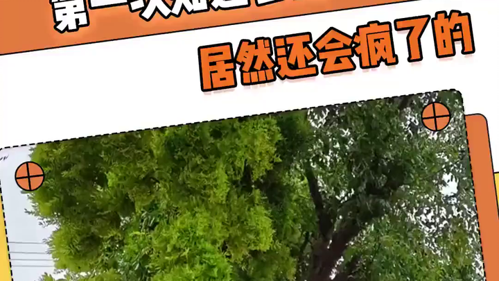 โรคต้นพุทราบ้า: โรคต้นพุทราชนิดหนึ่งที่ติดต่อได้และผลกระทบที่ตามมา