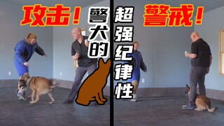 Seberapa kuatkah anjing polisi? Mereka sungguh mitra polisi yang paling dapat diandalkan...