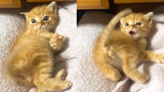 Kucing kecil oranye: Ekornya selalu punya pikirannya sendiri, aku tidak bisa mengendalikannya!