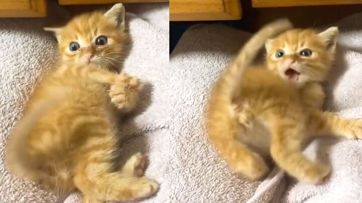 القطة الصغيرة البرتقالية: ذيلها لديه أفكاره الخاصة، ولا يمكنني التحكم به!