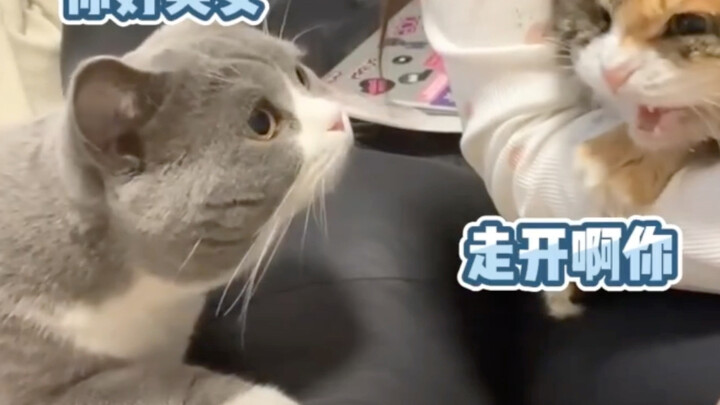 Sanhua is quite the beauty in the cat world.