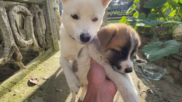 Let stray little dogs feel the warmth of motherly love, too!