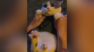 Sài Gòn đau có lạnh đauuuu. cat mèo xuhuong chiecmeotengau sàigon catlover xuhuongtiktok fyp Halloween2021