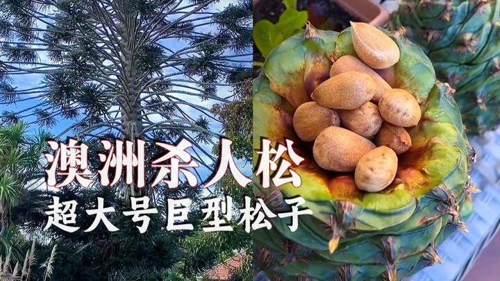 เมล็ดสนยักษ์ไซซ์ใหญ่พิเศษ หนึ่งเมล็ดเทียบเท่าสิบเมล็ด!