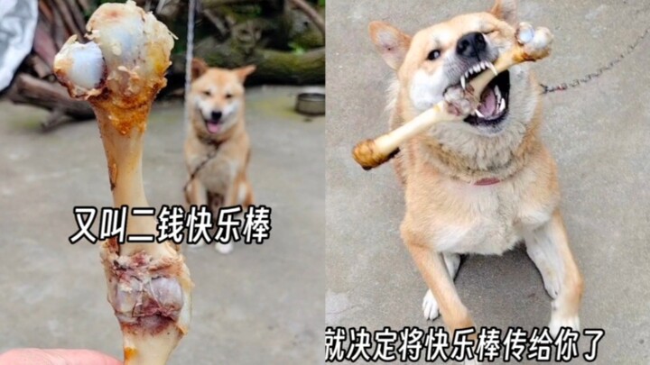 Chủ nhà đi ăn tiệc vẫn không quên mang về cho chú chó nhà một cái xương to, ai ngờ nó lại từ chối…