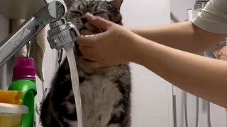 Wash the cat's face the same way my mother washes mine